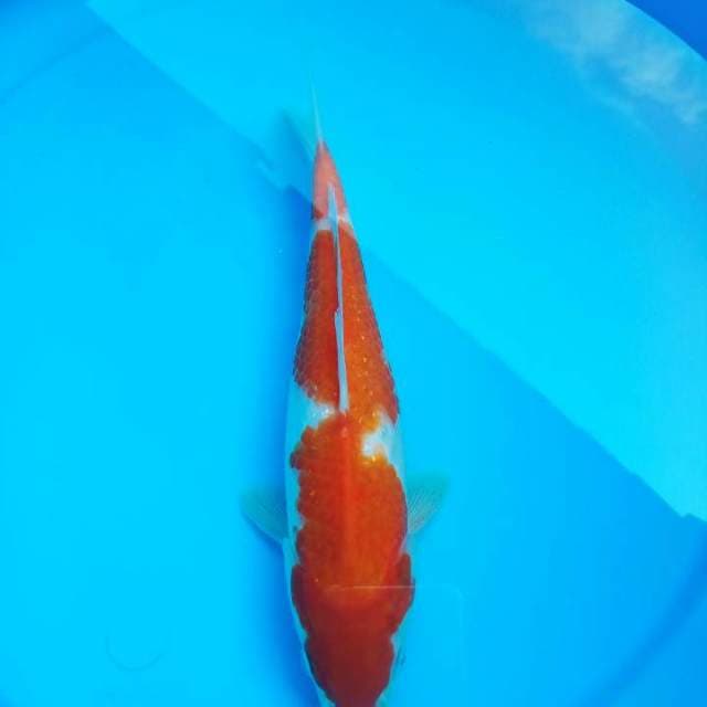 Kohaku