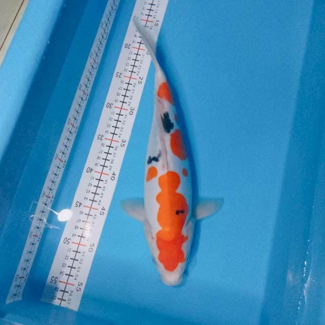 Sanke doitsu 37cm