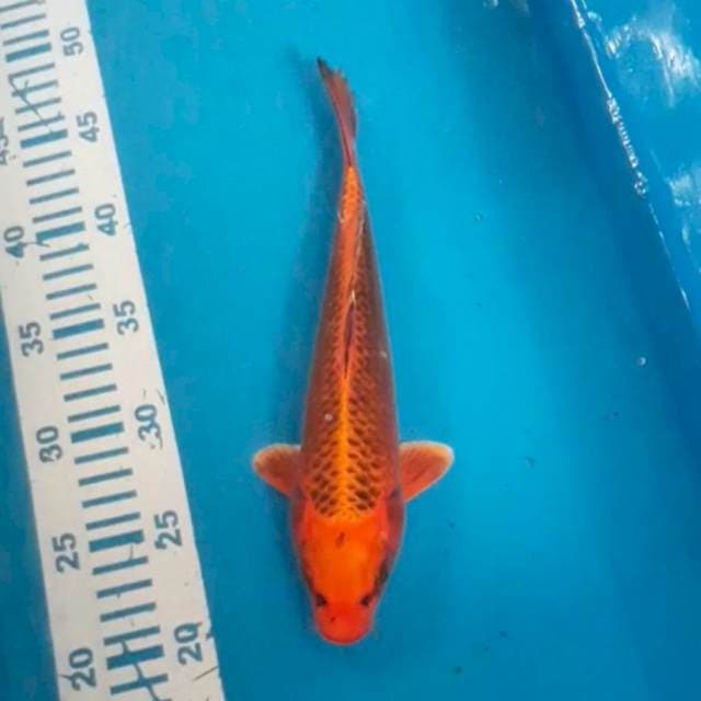 Kin Matsuba 25 cm