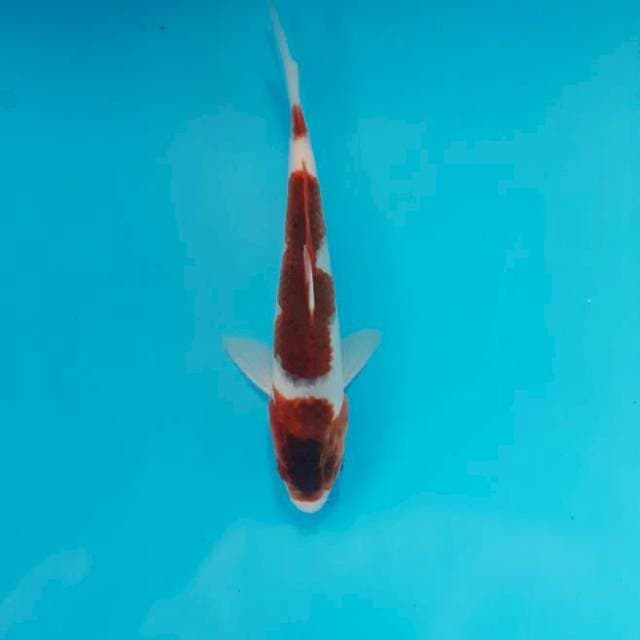 Goromo 20 cm