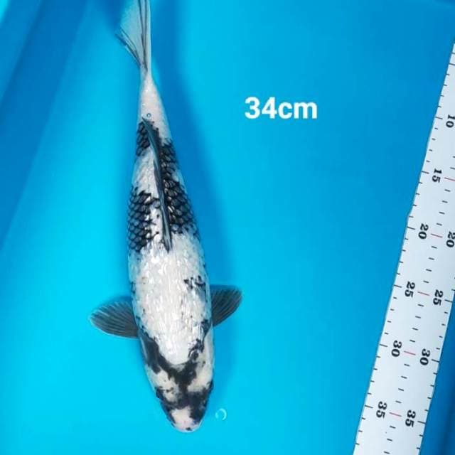 Shiro ginrin 34cm body jos