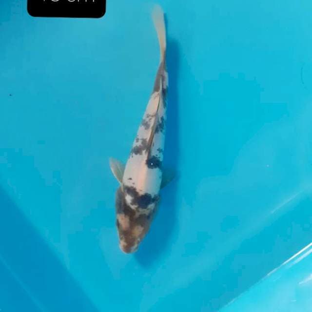Shiro 18 cm