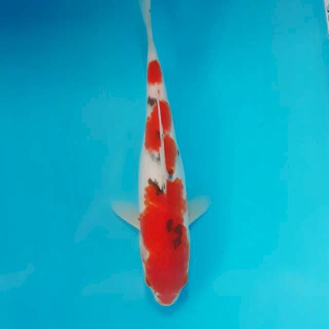 Sanke 25 cm