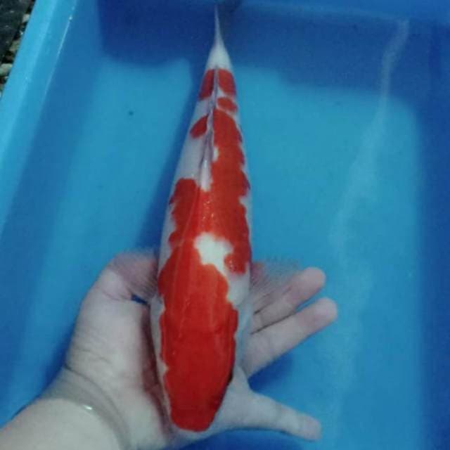 Kohaku 35cm body joss
