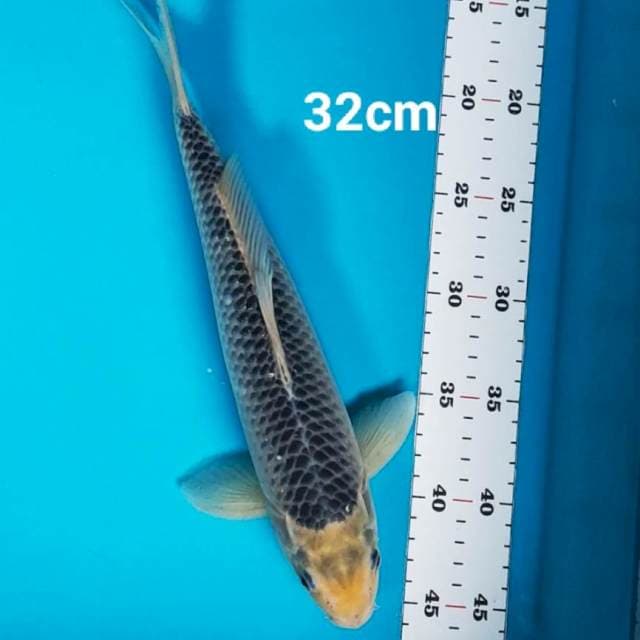 Asagi antik 32cm