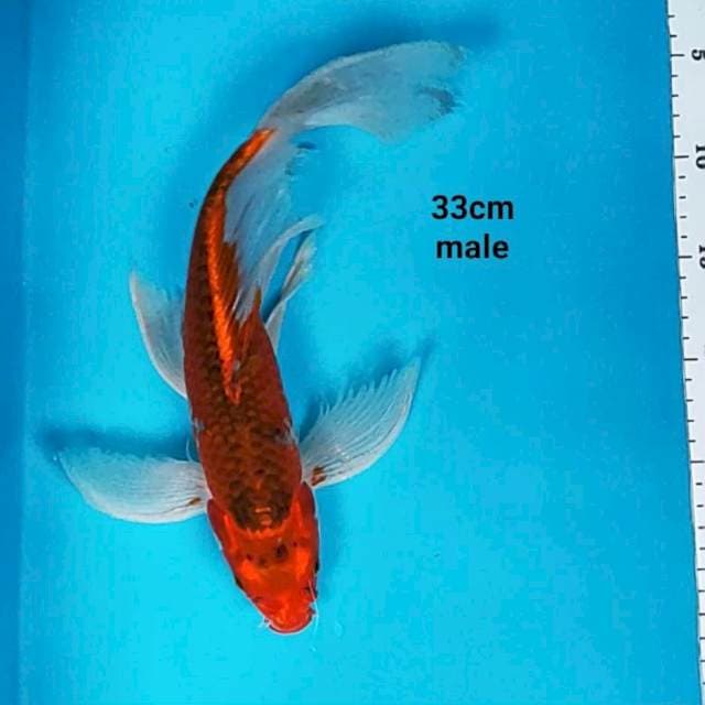 Kumpay goshiki 33cm male