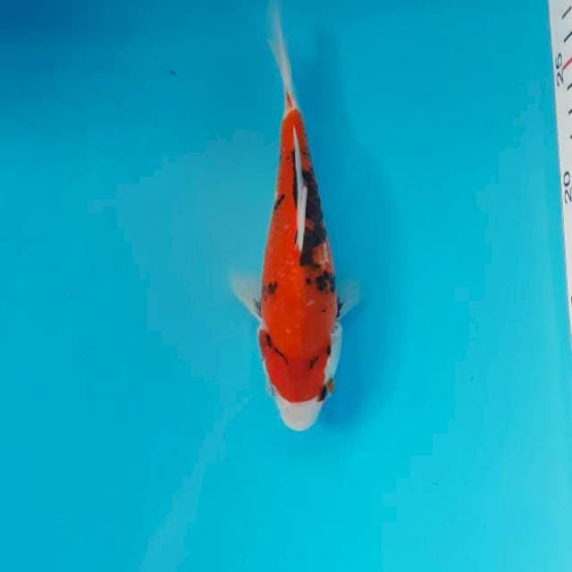 Hi Showa 17 cm