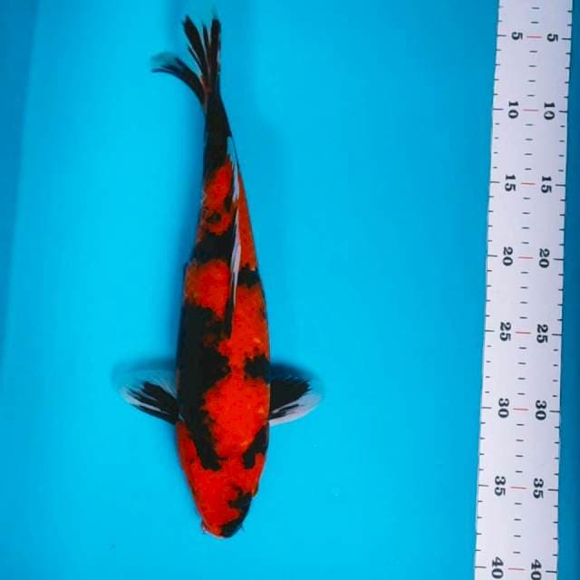 Hi showa 35cm male
