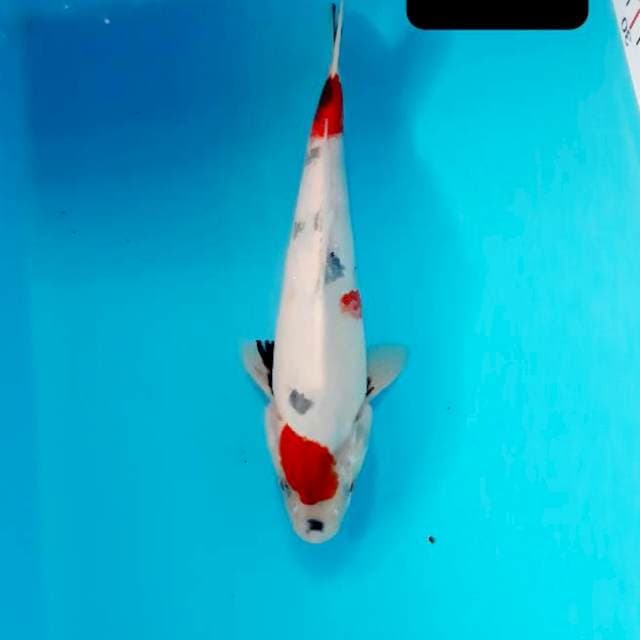 Kindai 25 cm