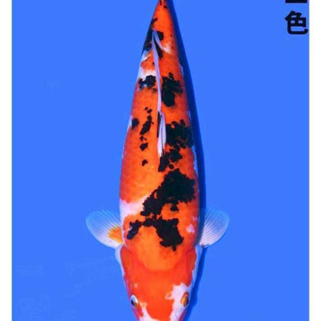 Sanke 49cm Kondo Koi Farm certy