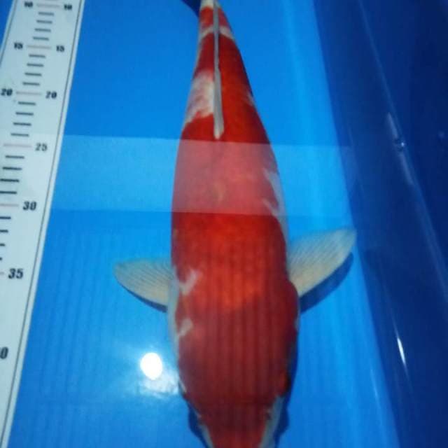 kohaku