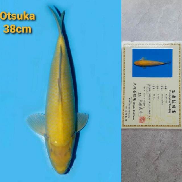 Otsuka Karashi Serti