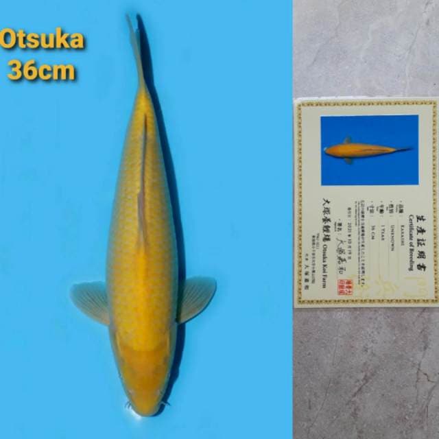 Otsuka Karashi Serti