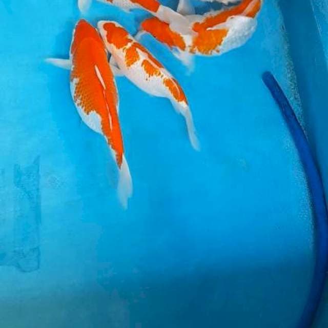Kuhaku 6 ekor ginrin non ginrin gendong telur