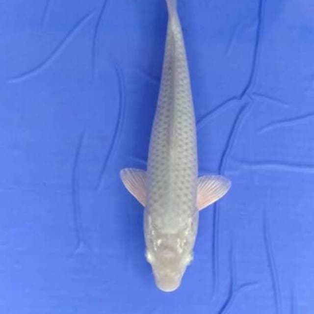 Soragoi 26 cm