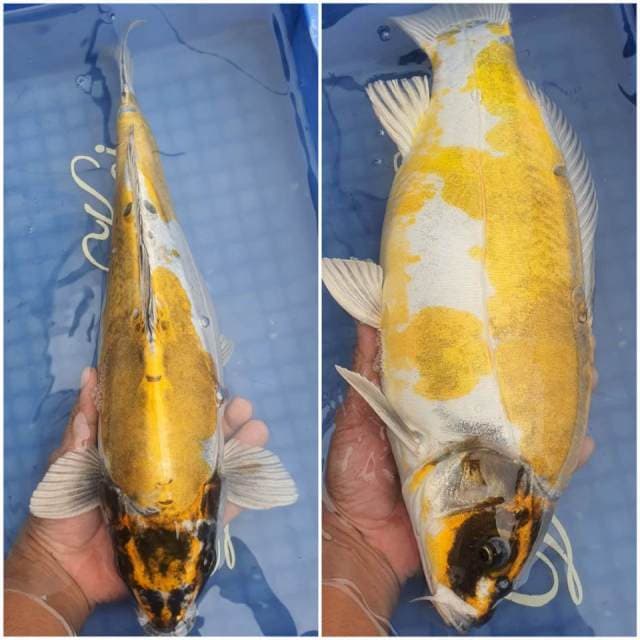 40cm Kiko Gold