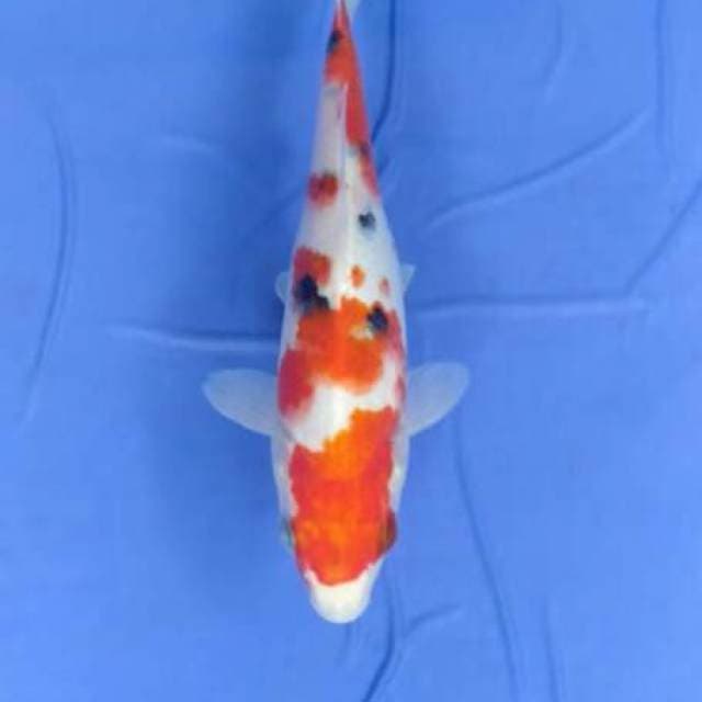 Sanke 21 cm