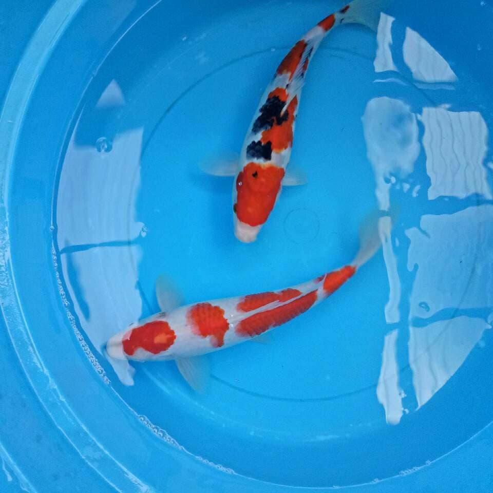 Mix 30-32 cm