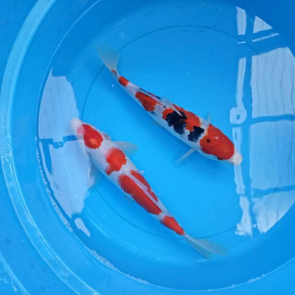 Mix 30-32 cm