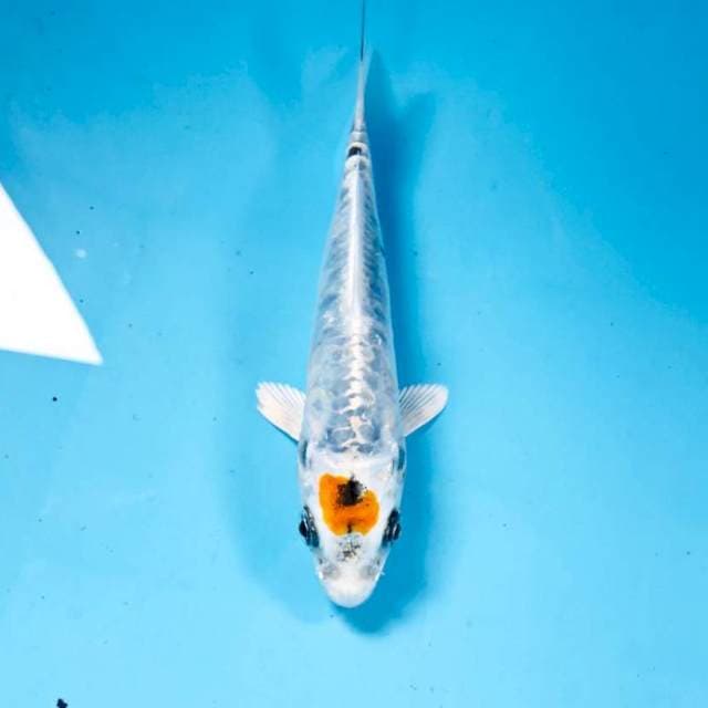 Tancho, 15 cm
