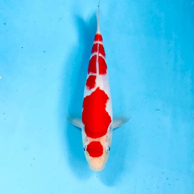 Maruten Kohaku, 24 cm