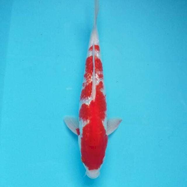 Kohaku gindrin