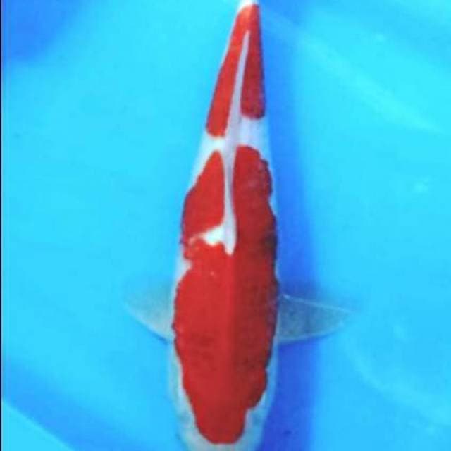 Ai goromo 37cm..bagus
