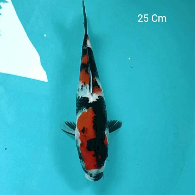 Showa 25 Cm
