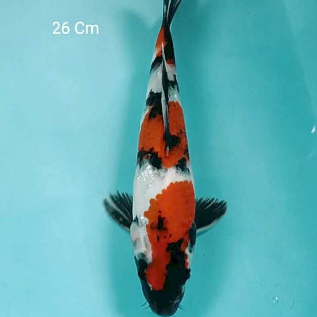 Showa 26 Cm