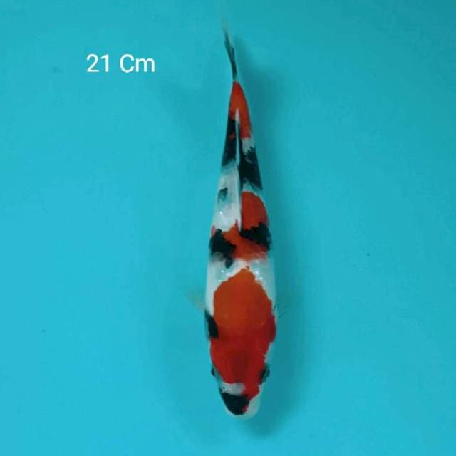 Showa 21 Cm