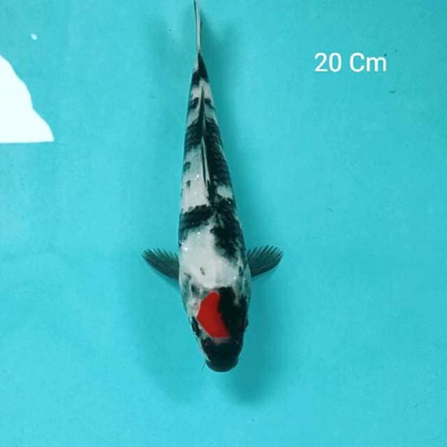Tancho Showa 20 Cm