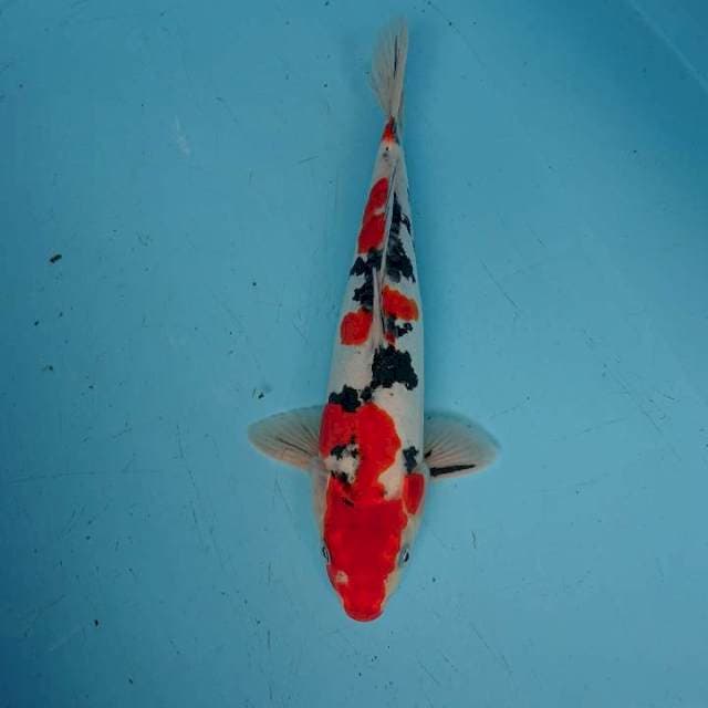 DOiTSU SANKE 31 cm