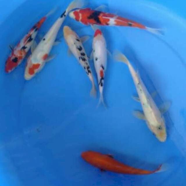 Paket 7 ekor 19-24 cm