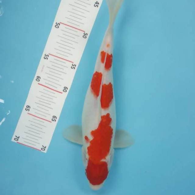 Kohaku