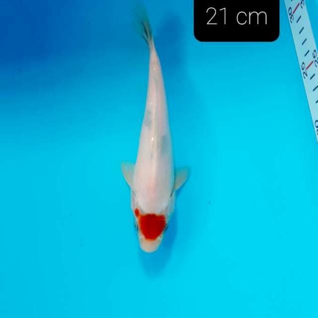 Tancho showa 21 cm