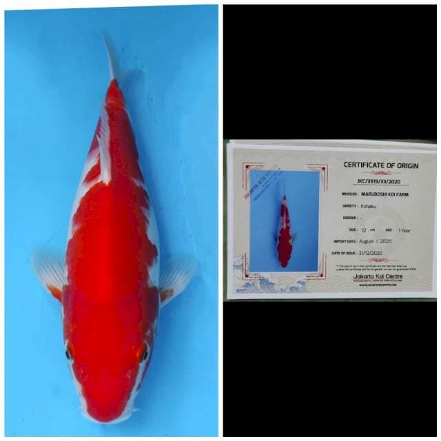 Maruboshi Kohaku