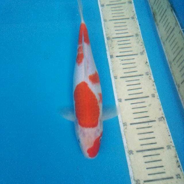 KOHAKU NAPOLEN 33CM