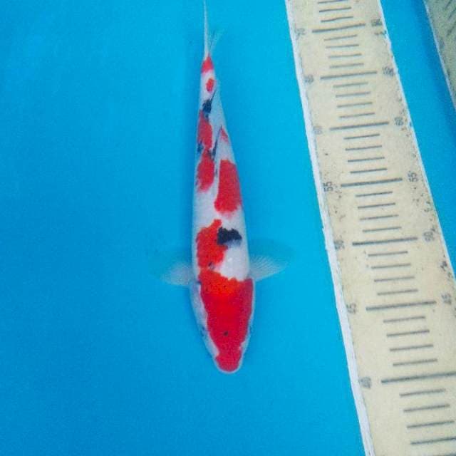 TAISHO SANSOKU 30CM