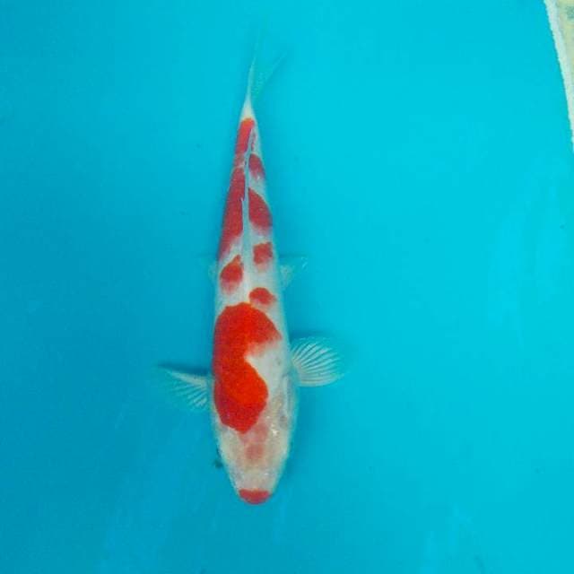 KOHAKU KUCIBENI 28CM