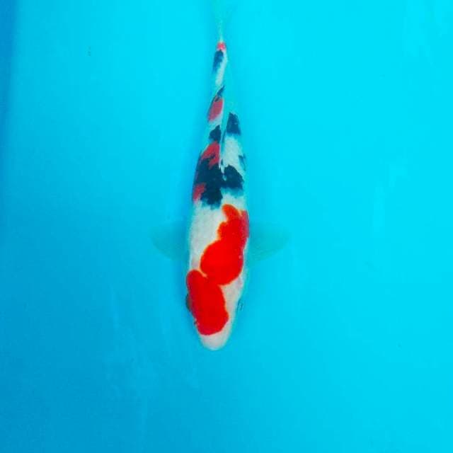 TAISHO SANSOKU 29CM