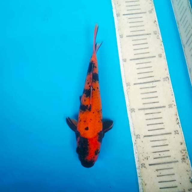 HIUTSURI 25CM