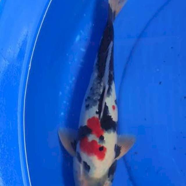 Showa 30cm