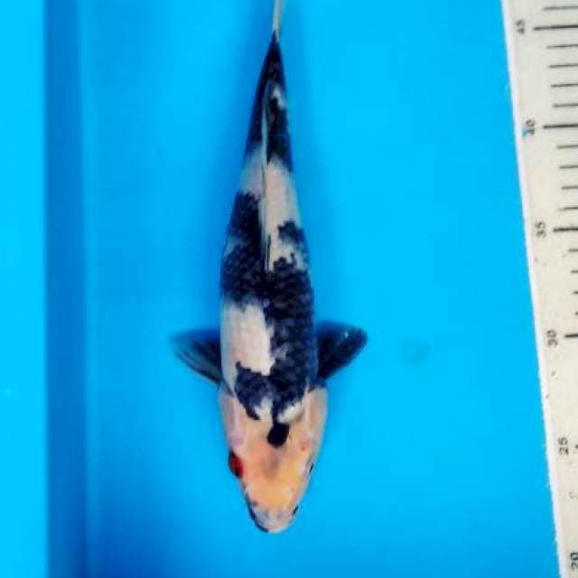 shiro 28 cm