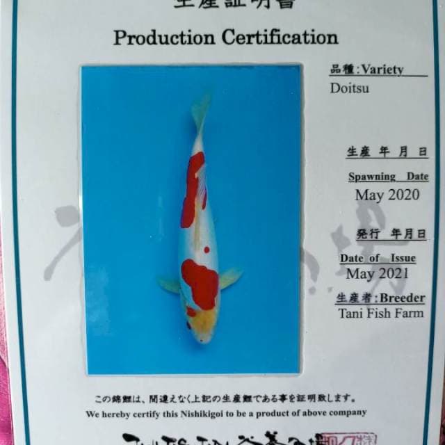 Kohaku Doitsu Tani farm jpg