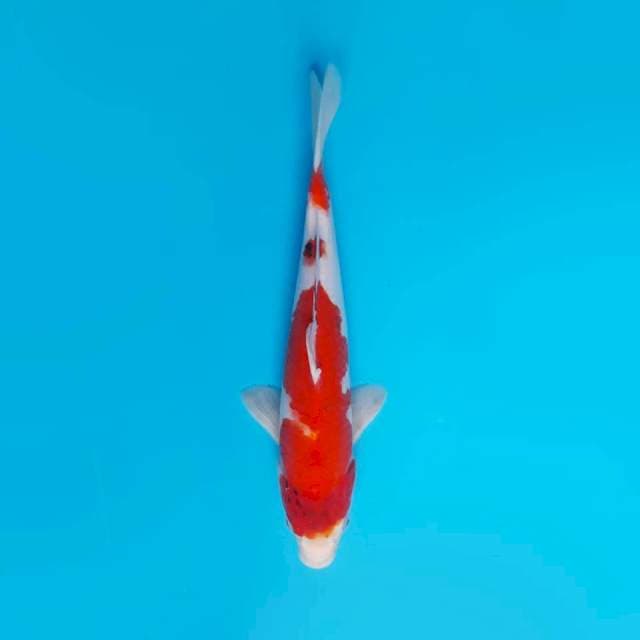 Showa 34 Cm