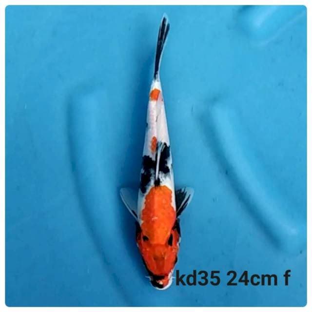 Showa 2 step 24cm female