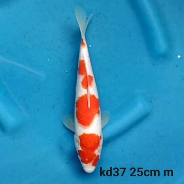 Kohaku f1