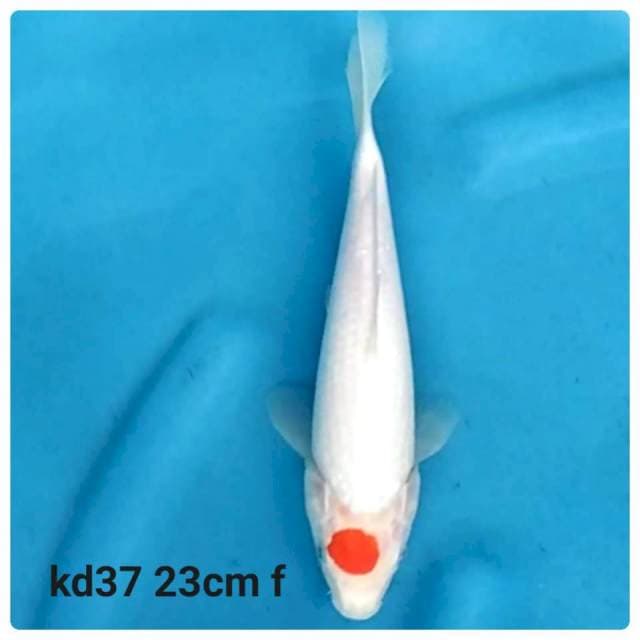 Tancho kohaku