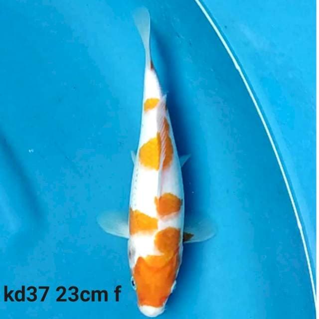 Kohaku f1