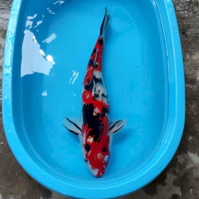 62cm. Sanke Jantan